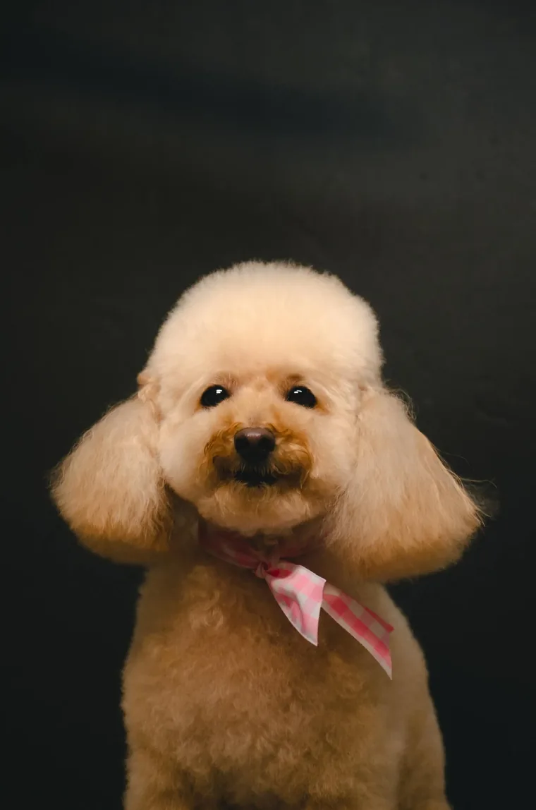 A freshly groomed poodle